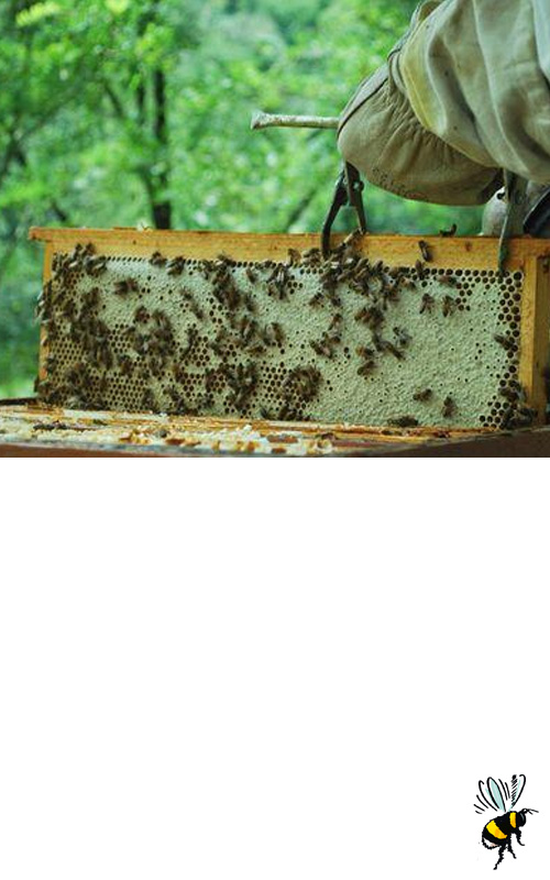 Myphilosophy x AMPA : La mode qui protège les abeilles ! 